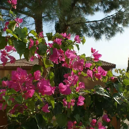 Hidden Paradise, Lavanta, * 卡尔坎